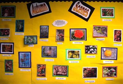 Sherwoods Lane plant display